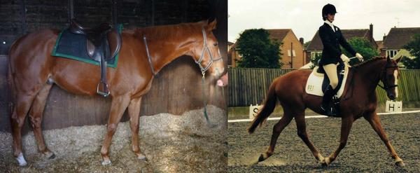 Retrain an ex-race horse