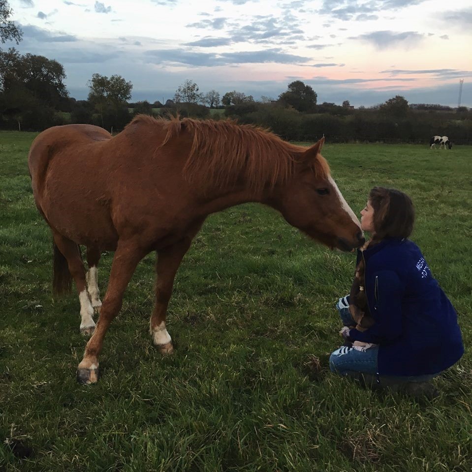 horse and his rider