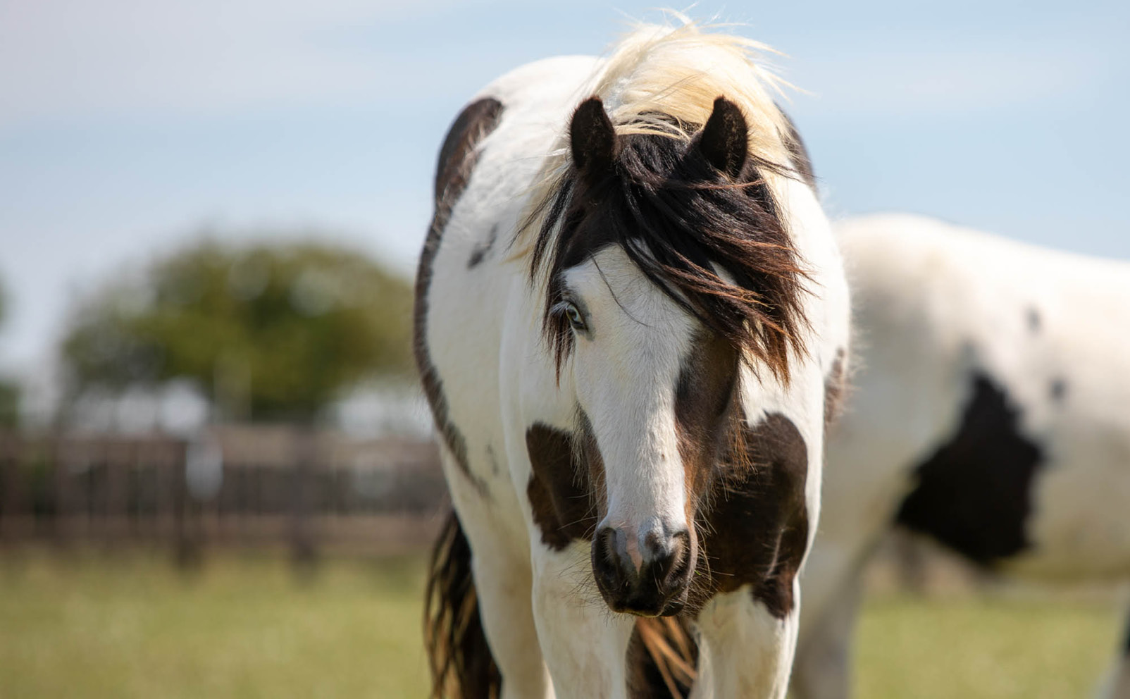 World Horse Welfare | Harry Hall's Charity Partner World Horse Welfare | Harry Hall's Charity Partner
