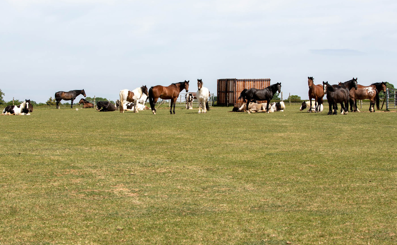 World Horse Welfare | Harry Hall's Charity Partner World Horse Welfare | Harry Hall's Charity Partner