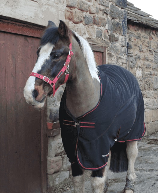 turnout boots for arthritic horse