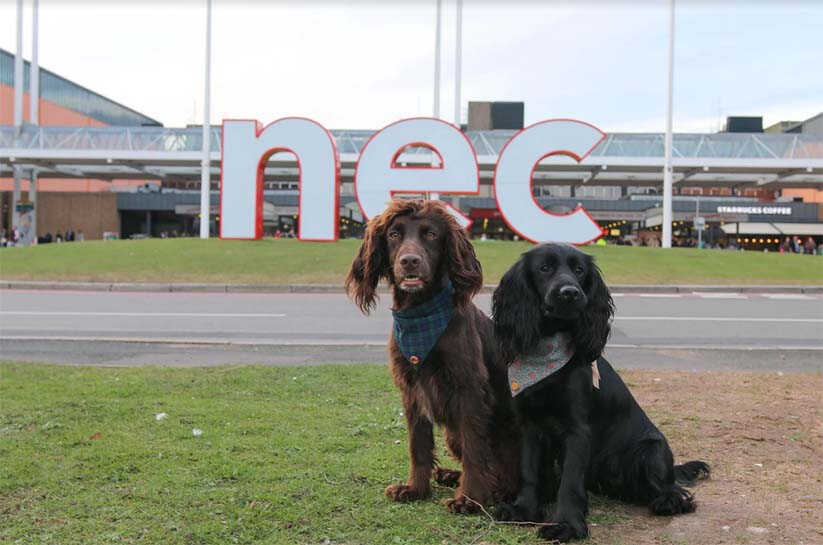 Crufts working cocker store spaniel