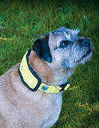 Brand Featured Image Hi Viz Flashing Dog Collar