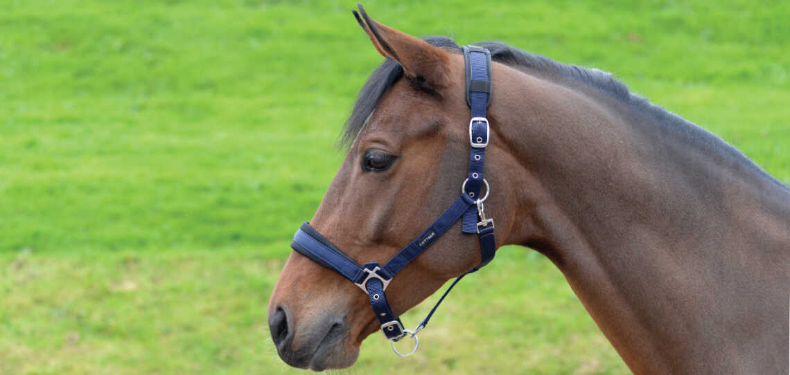 Head / Foal Collars Head / Foal Collars