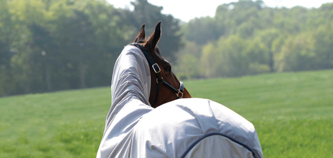 Summer Horse Summer Horse